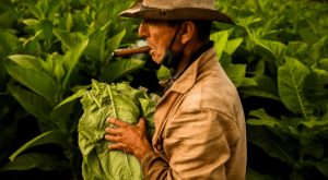 Tobacco Plantations